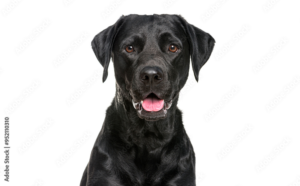 Close-up of a Happy panting black Labrador dog looking at the camera, Isolated on white, Remastered Close-up of a Happy panting black Labrador dog looking at the camera, Isolated on white, Remastered