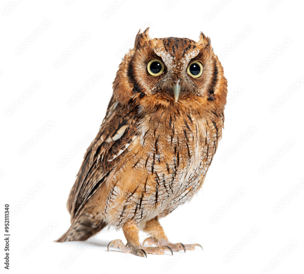 Fototapeta premium portrait of a Tropical screech owl, Megascops choliba, looking at the camera, isolated on white