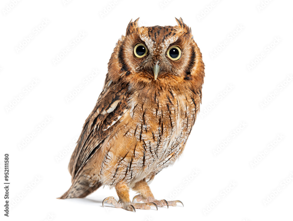 Fototapeta premium portrait of a Tropical screech owl, Megascops choliba, looking at the camera, isolated on white