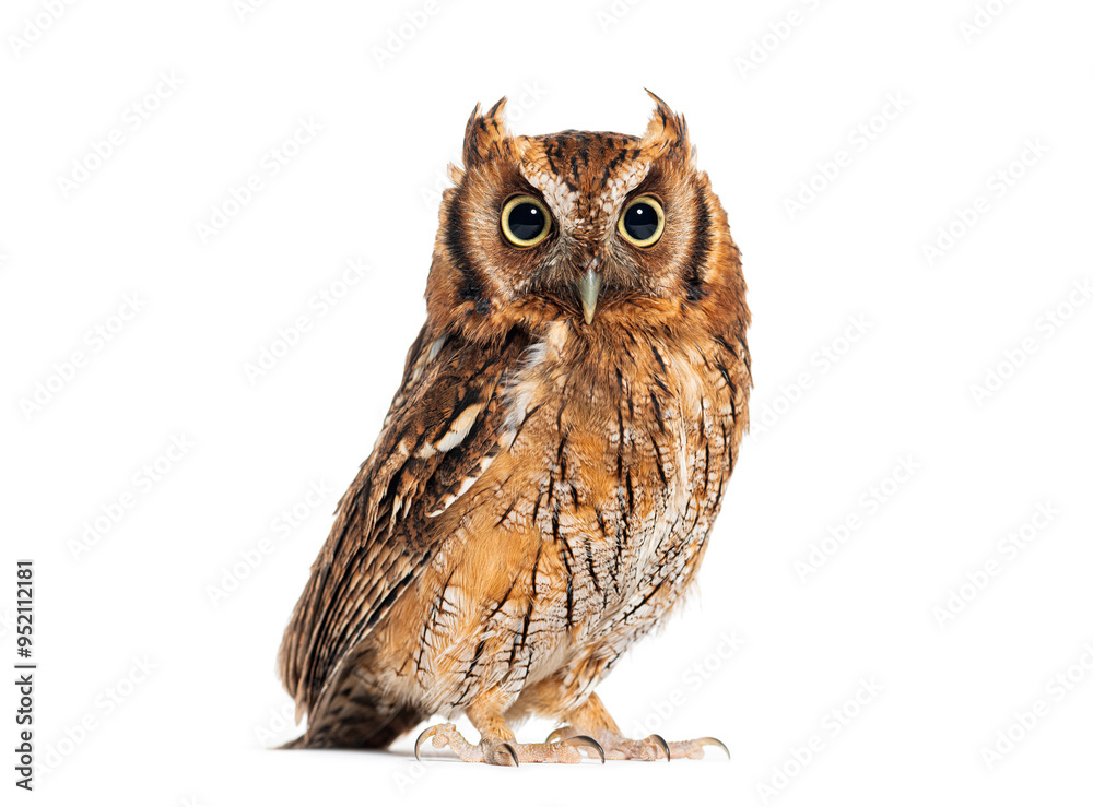 Tropical screech owl, Megascops choliba, looking at the camera, isolated on white Tropical screech owl, Megascops choliba, looking at the camera, isolated on white