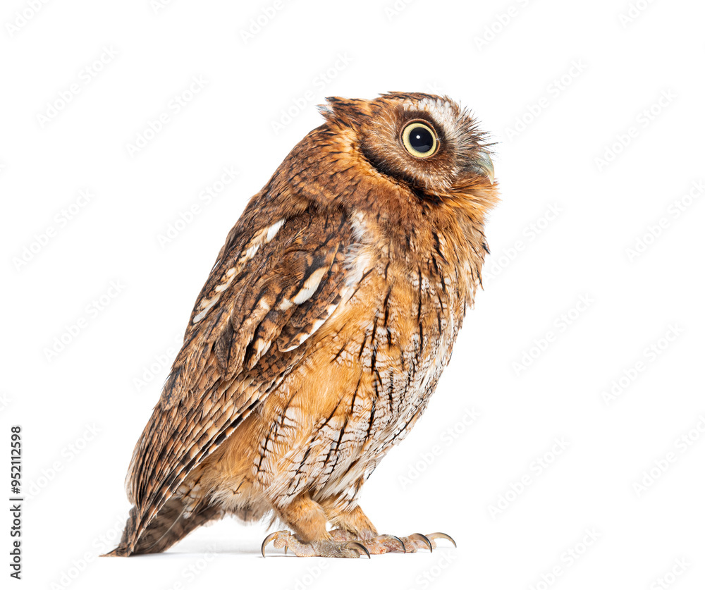 Fototapeta premium Side view of a Tropical screech owl, Megascops choliba, looking up isolated on white
