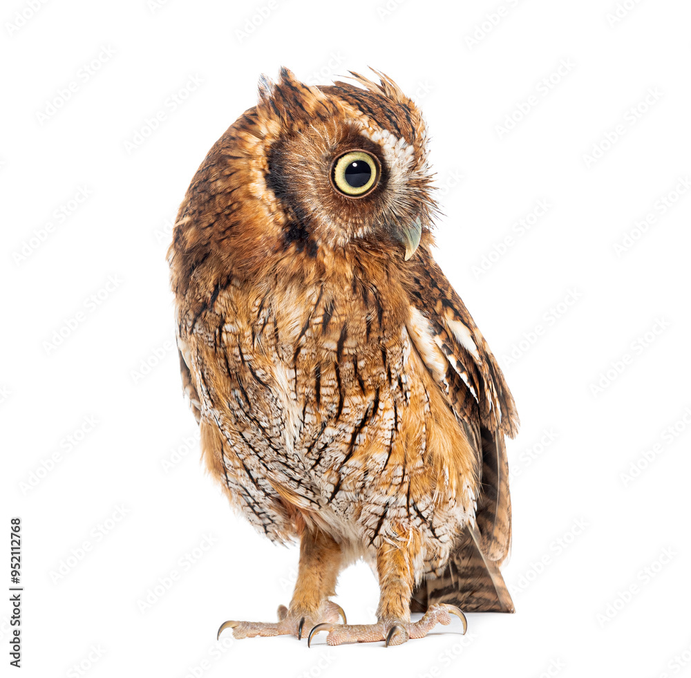 Naklejka premium Tropical screech owl, Megascops choliba, looking down, isolated on white