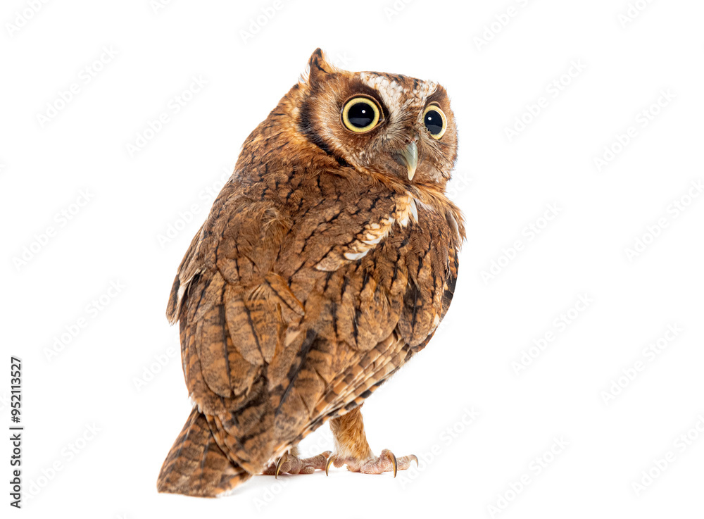 Naklejka premium Back view of a Tropical screech owl, Megascops choliba, looking back, isolated on white
