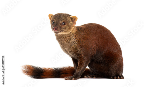 Ring-tailed vontsira or ring-tailed mongoos, Galidia elegans, isolated on white photo