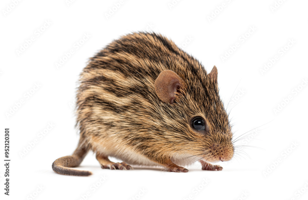 Barbary striped grass mouse, Lemniscomys barbarus, standing on a white background Barbary striped grass mouse, Lemniscomys barbarus, standing on a white background