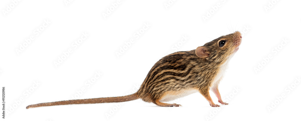 Εκτύπωση καμβά Barbary striped grass mouse,  Lemniscomys barbarus, standing and looking up, iso