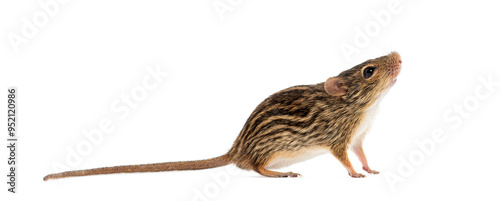 Fényképezés Barbary striped grass mouse,  Lemniscomys barbarus, standing and looking up, iso