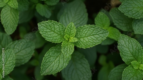 Wild mint (Mentha arvensis) leaves with coarsely serrated margin