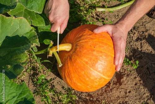 Male farmer cutting orange pumpkin in the vegetable garden. Agriculture and horticulture concept. photo