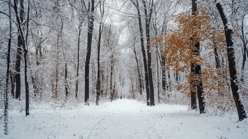 Winter forest in the South Park in Sofia, Bulgaria. Beautiful snowy scenery in the park. Seasonal changes and cold weather. Natural background with snow-covered trees