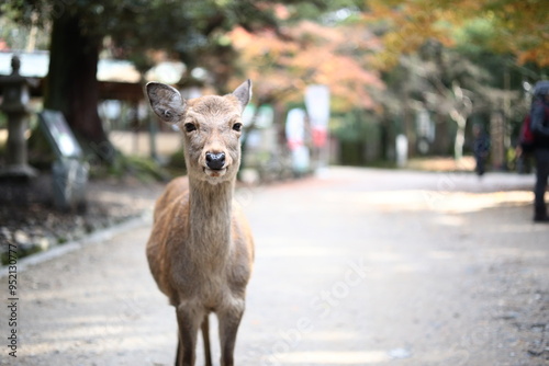 秋の奈良公園の鹿