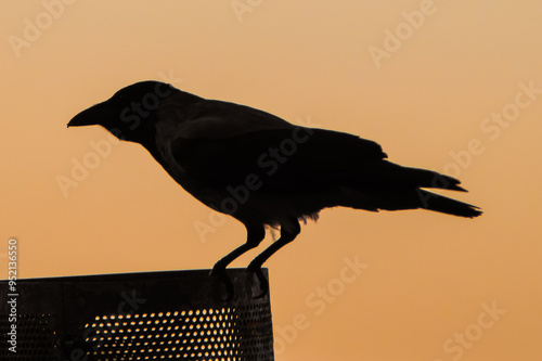 Silhouette of a hooded crow (Corvus cornix) sitting on a trash can