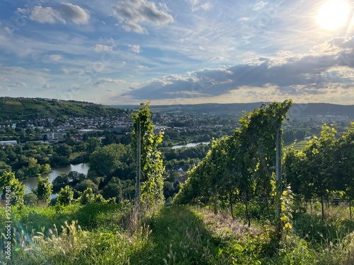 Weinlandschaft Randersacker Würzburg Bayern Deutschland