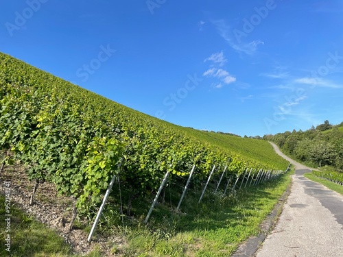 Weinlandschaft Randersacker Würzburg Bayern Deutschland