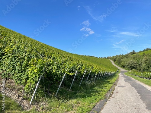 Weinlandschaft Randersacker Würzburg Bayern Deutschland