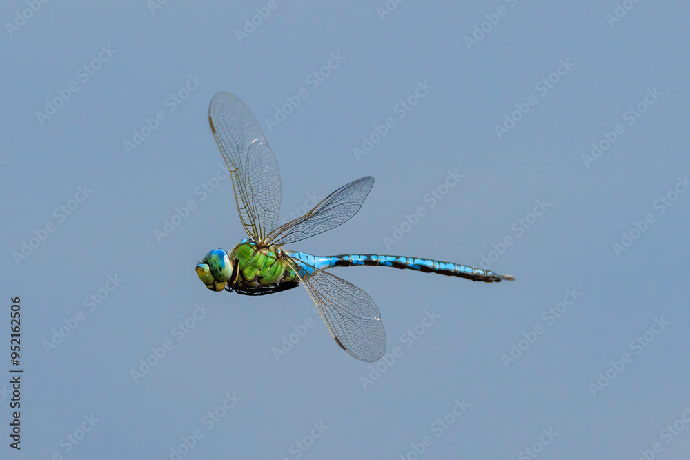 Blue dragonfly photographed in flight.