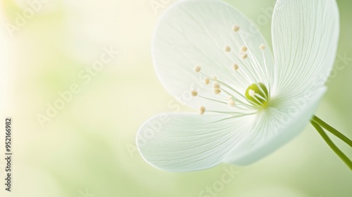 Ultra-realistic close-up of an egg-shaped flower with soft texture and delicate form, rendered in light green tones with a subtle gradient background, perfect for Easter cards or digital wallpapers.