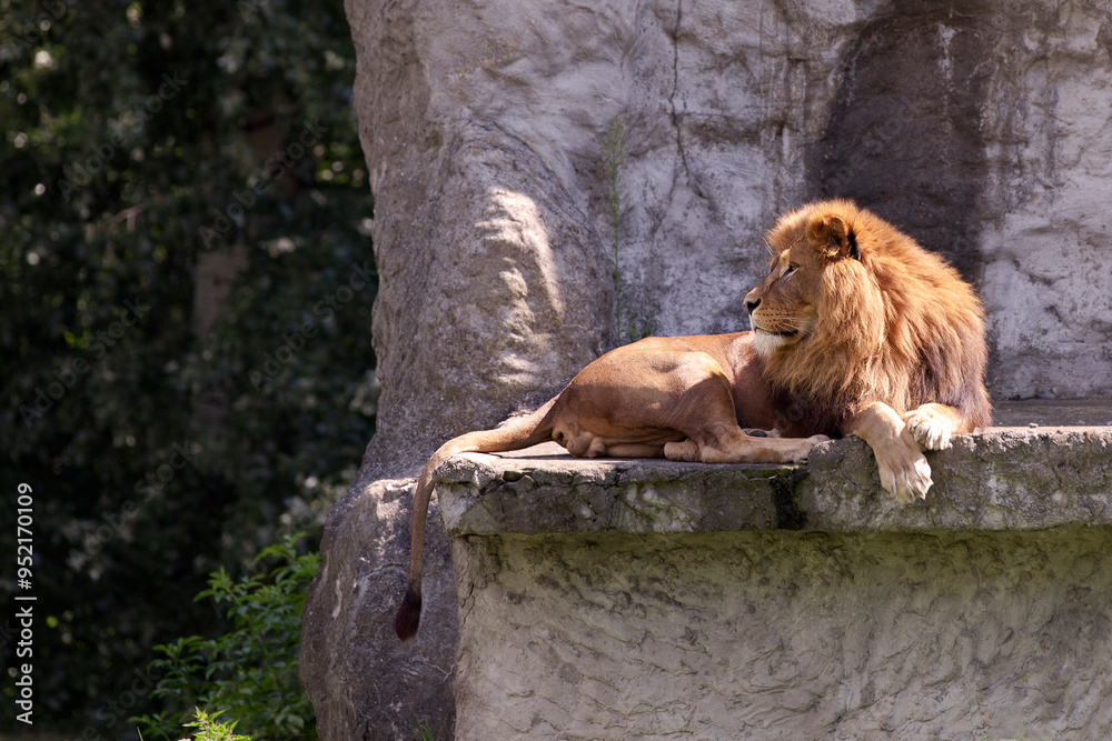 Naklejka premium lion resting on the rock