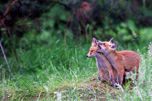 Young red foxes in the wild