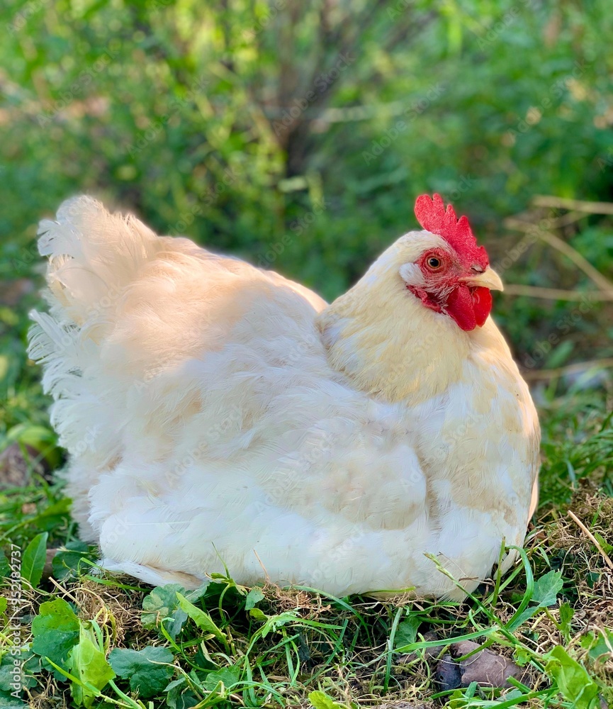 Fototapeta premium White chicken on the grass. Organic chicken