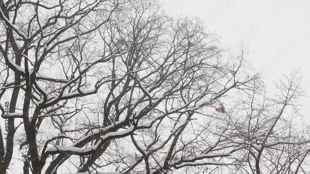 Yellow oak leaves in the snow. Yellow oak leaves in the snow.