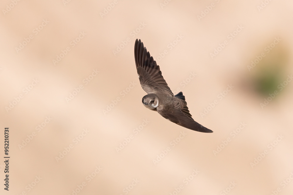 Obraz premium Collared Sand Martin