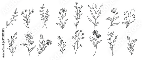 Set of botanical floral doodle. Vector 