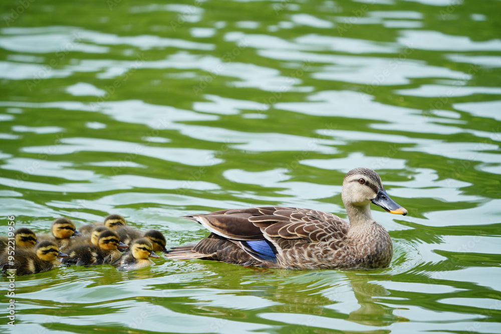 Obraz premium カルガモの親子