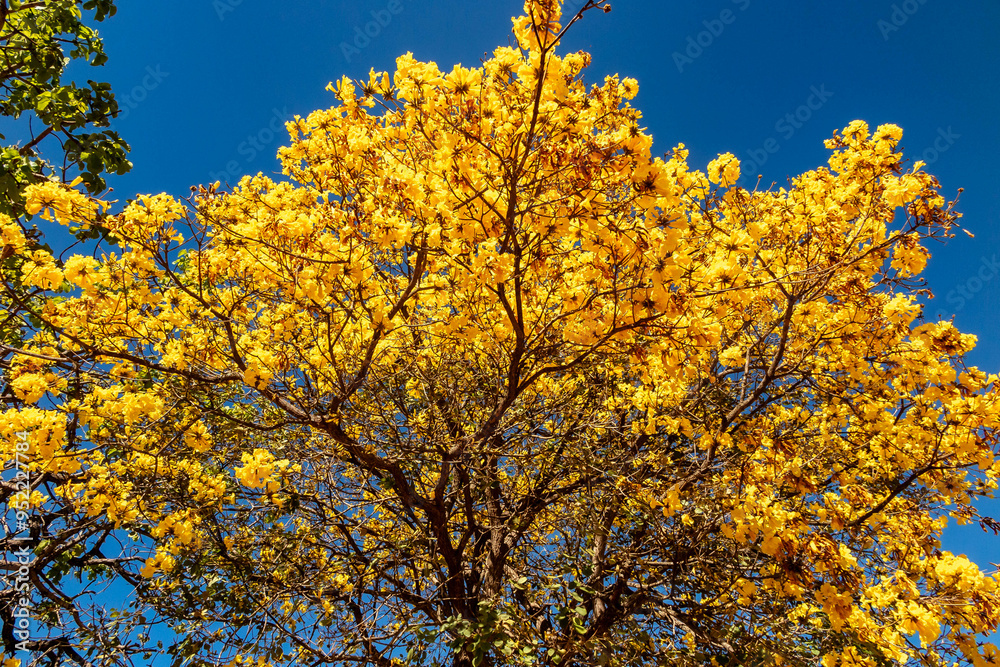Golden trumpet tree, aka Yellow Ipe. Tabebuia Alba tree, Handroanthus albus. Brazilian ipê Golden trumpet tree, aka Yellow Ipe. Tabebuia Alba tree, Handroanthus albus. Brazilian ipê