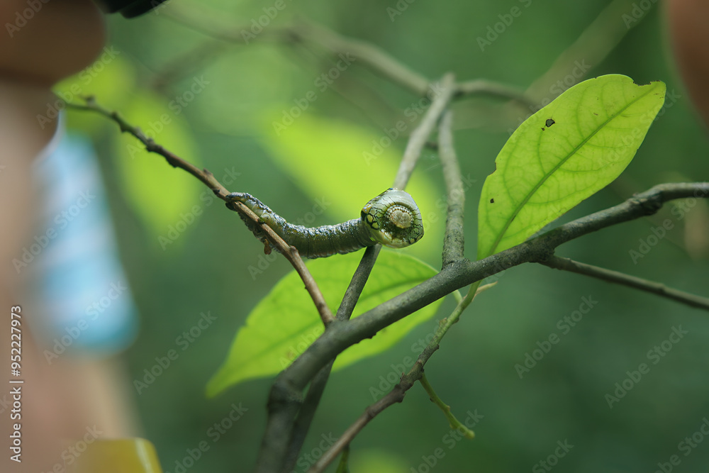 A macro shot of a Parapercnia giraffata caterpillar mimicking a snake. The caterpillar's enlarged thorax and eye-like spots create a striking resemblance to a small snake. Taiwan. A macro shot of a Parapercnia giraffata caterpillar mimicking a snake. The caterpillar's enlarged thorax and eye-like spots create a striking resemblance to a small snake. Taiwan.