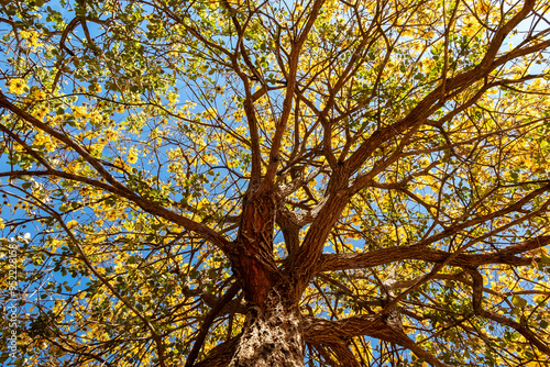 Golden trumpet tree, aka Yellow Ipe. Tabebuia Alba tree, Handroanthus albus. Brazilian ipê photo