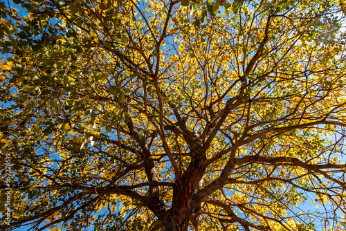 Golden trumpet tree, aka Yellow Ipe. Tabebuia Alba tree, Handroanthus albus. Brazilian ipê photo