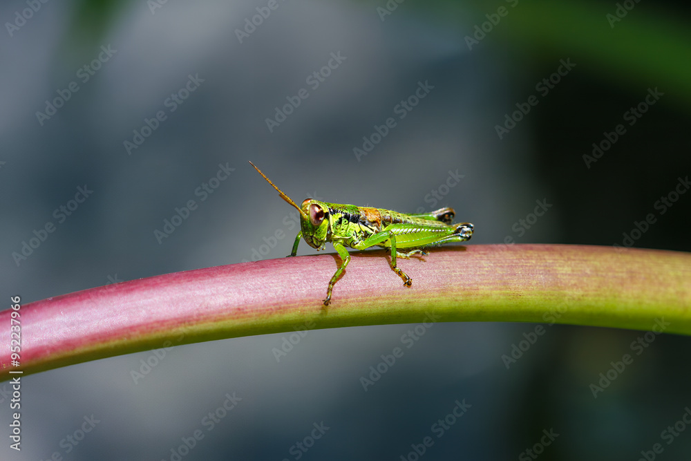 A small green grasshopper perfectly camouflaged on a slender green stem. Its long hind legs and delicate antennae are visible. Captured in a natural setting. Wulai, Taiwan.