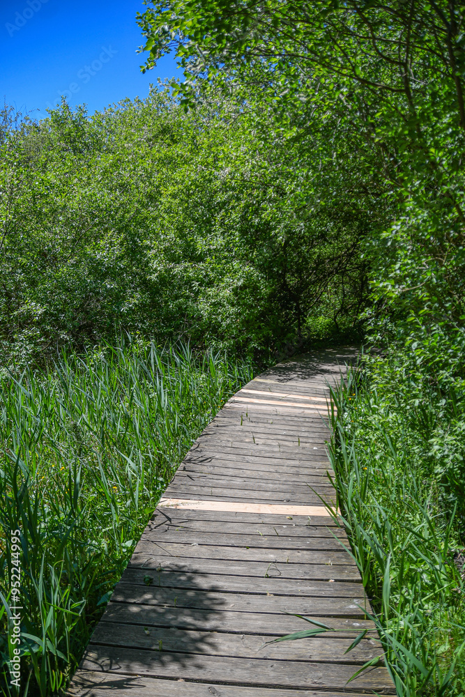 Ein Holzbohlenweg führt durch ein Schilfgebiet Ein Holzbohlenweg führt durch ein Schilfgebiet
