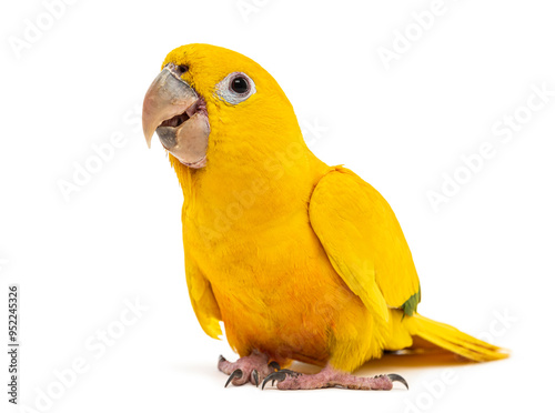 golden parakeet or golden conure, Guaruba guarouba, isolated on white photo