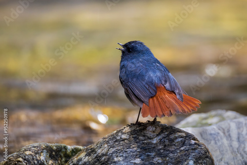 Plumbeous water redstart photo