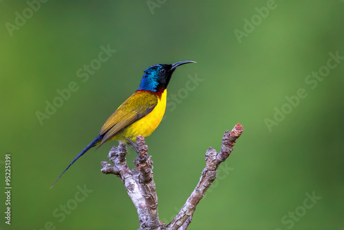 Green-tailed sunbird