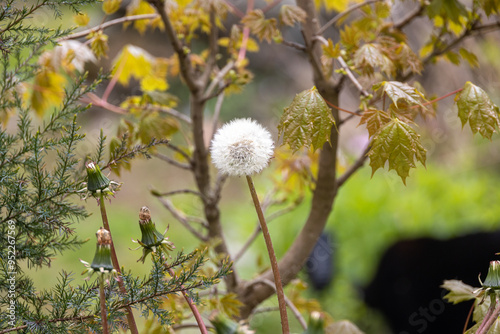 Dandelion in Front of a Small Maple Tree