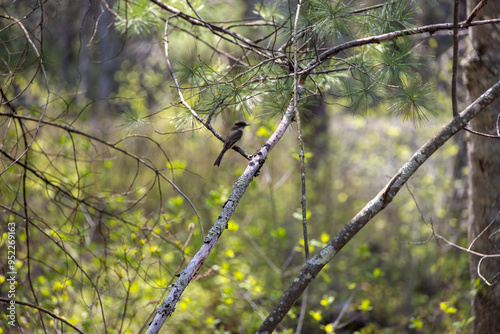 Eastern Phoebe (Sayornis phoebe) sitting on a Branch
