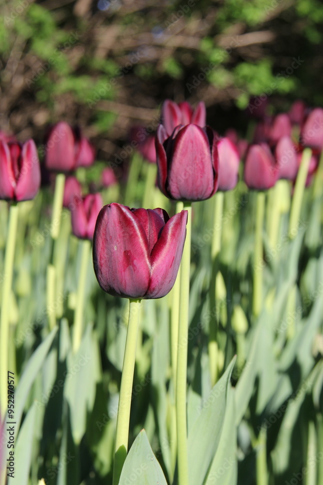 Fototapeta premium A close look at a purple tulip standing in a flowerbed full of the same breed
