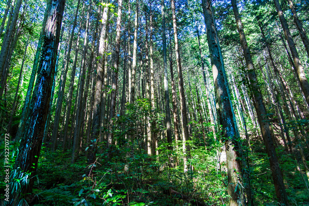 Obraz premium 深い森の中