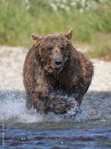 Brown bear grizzly