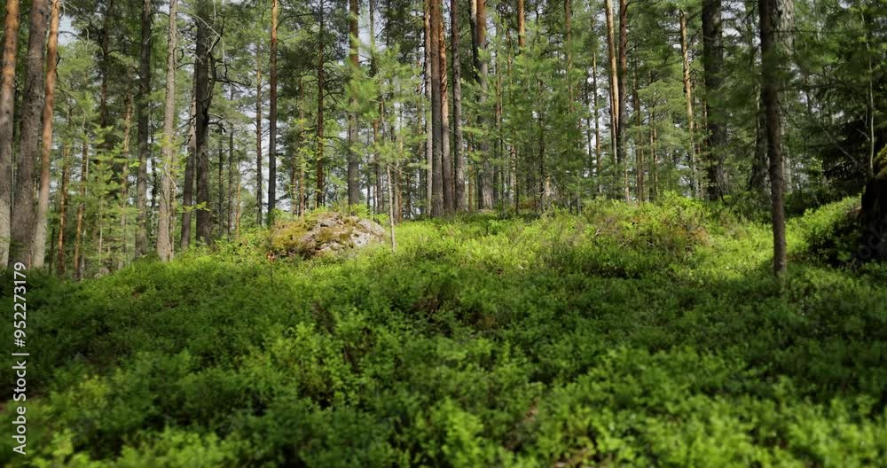 Aerial View of the Forest in Finland. Beautiful nature of Finland. Aerial View of the Forest in Finland. Beautiful nature of Finland.