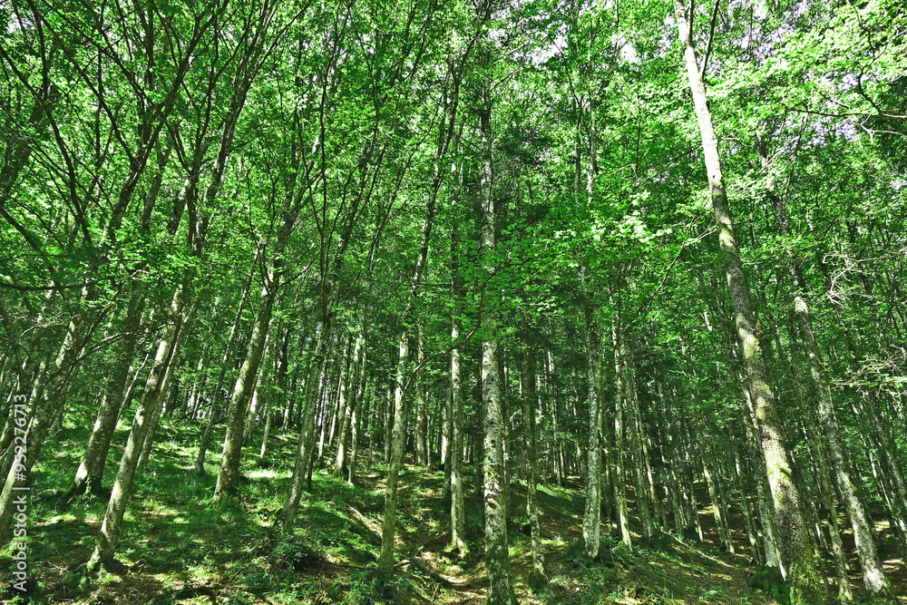 Strade, sentieri, fiori, flora e foreste sul Cammino di Francesco, Foreste del Casentino - Arezzo, Toscana Strade, sentieri, fiori, flora e foreste sul Cammino di Francesco, Foreste del Casentino - Arezzo, Toscana