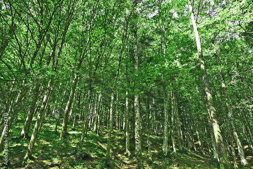 Strade, sentieri, fiori, flora e foreste sul Cammino di Francesco, Foreste del Casentino - Arezzo, Toscana photo