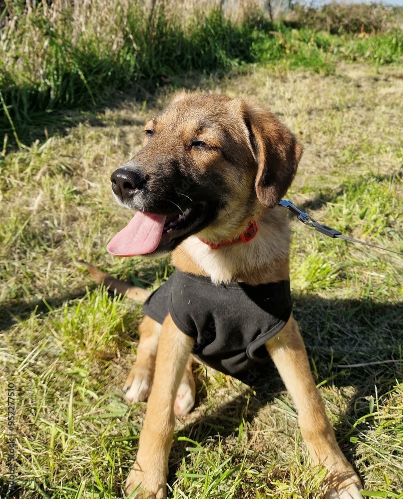 Sunny Smiles: A Puppy’s Joyful Day Outdoors Sunny Smiles: A Puppy’s Joyful Day Outdoors