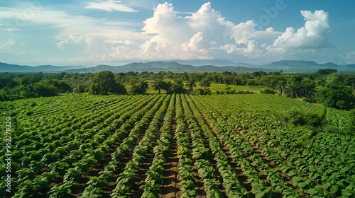 Aerial view of prepared cassava farm for bio ethanol production