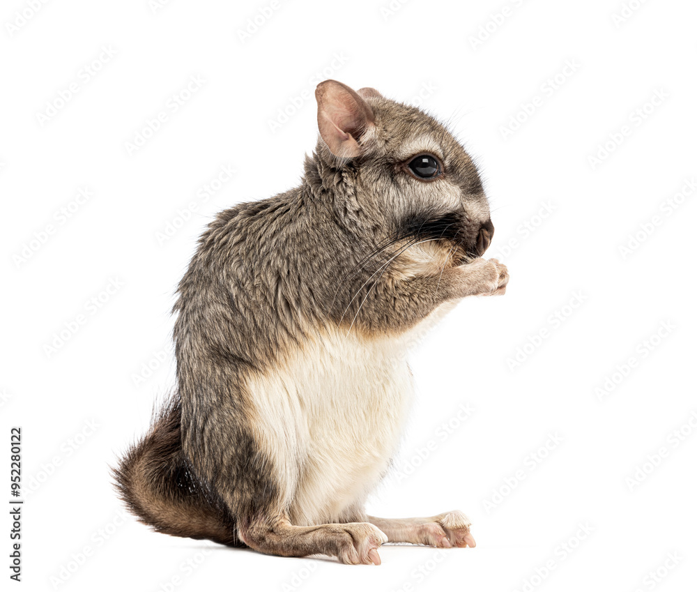 Obraz premium Plains viscacha Lagostomus maximus, looking at the camera On its hind legs and washing its muzzle with its paws