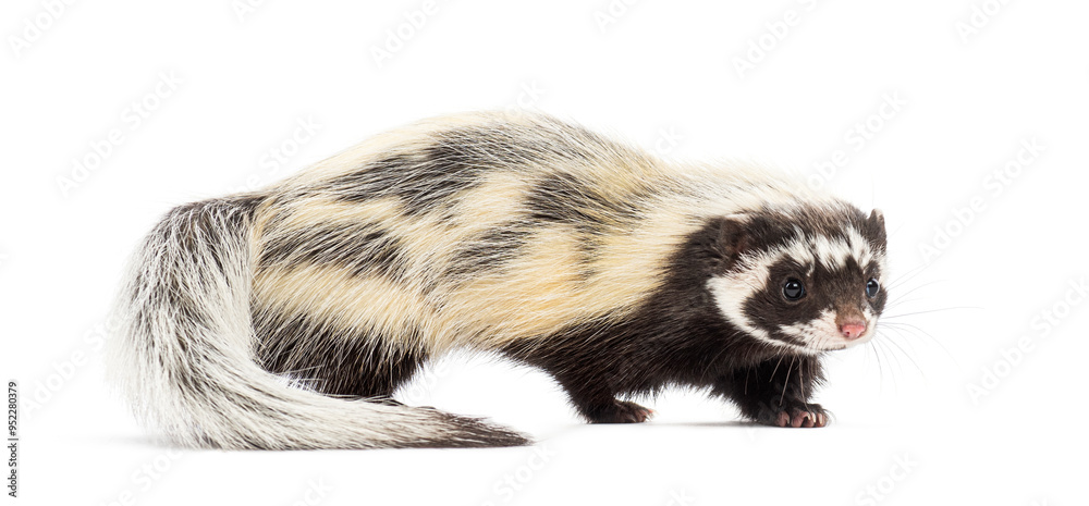 Obraz premium Side view of Saharan striped polecat, Ictonyx libycus, isolated on white