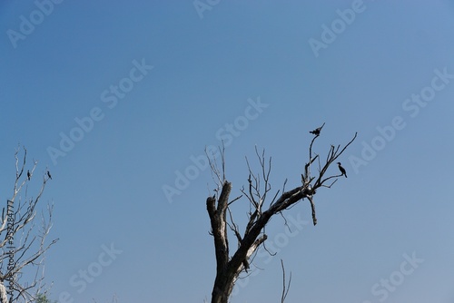 Wildlife of Danube
